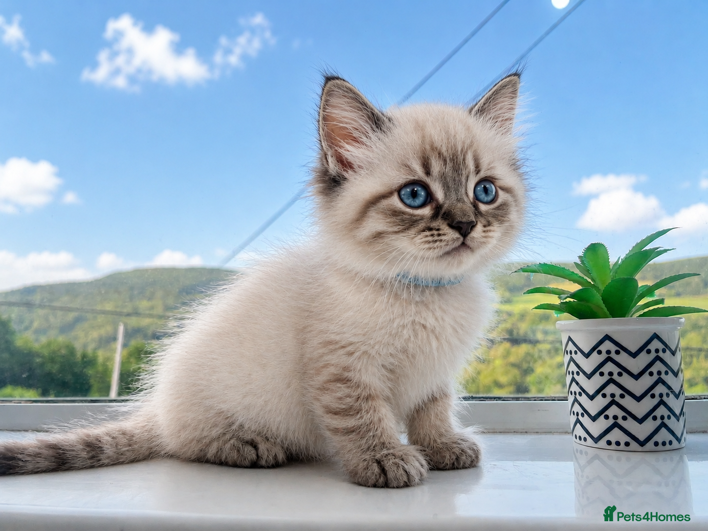 Ragdoll cats Gorgeous ragdoll kittens  - Advert 3