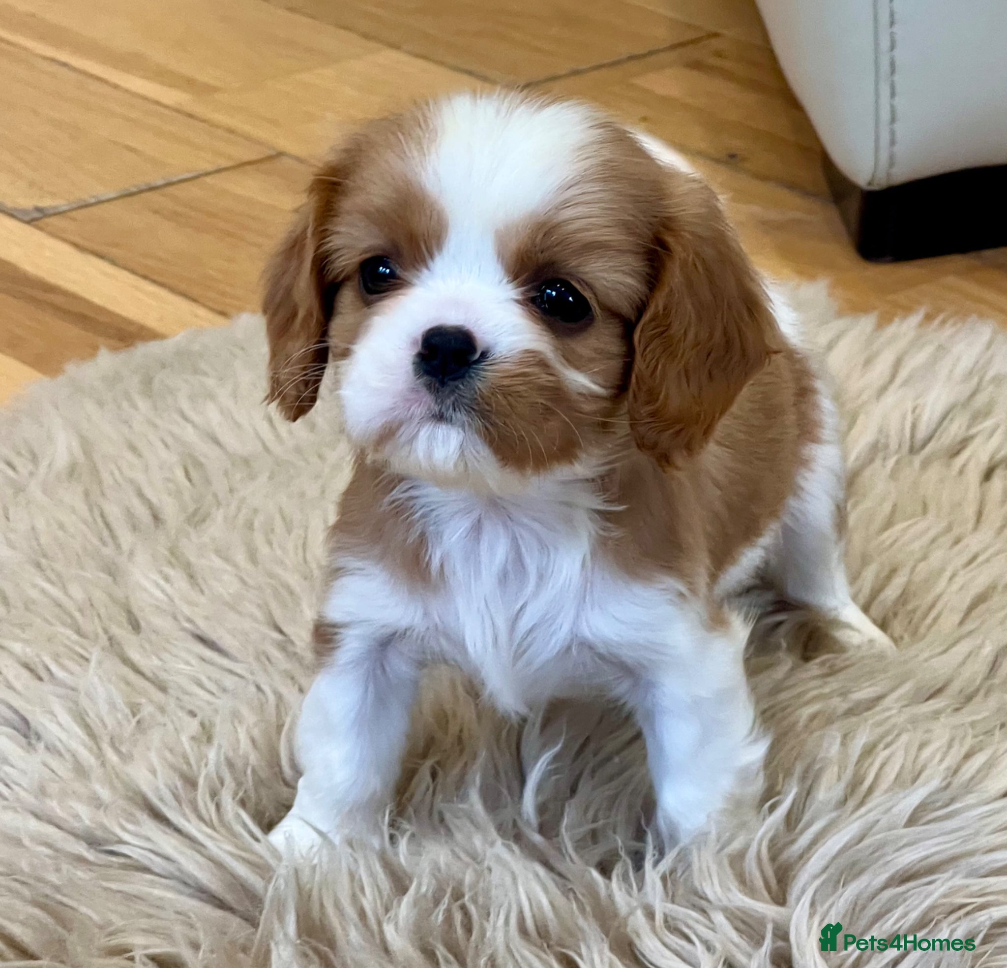 Cavalier King Charles Spaniel dogs Kc Reg, fully health tested CKCS licensed breeder - Advert 1