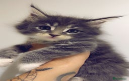 Maine Coon cats for sale: Pedigree Kittens Available  - Image 10