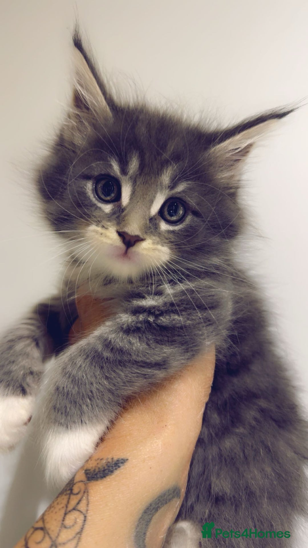 Maine Coon cats for sale: Pedigree Kittens Available  - Image 10