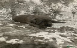 Staffordshire Bull Terrier dogs for sale: Staffordshire bull terrier puppies - Image 4