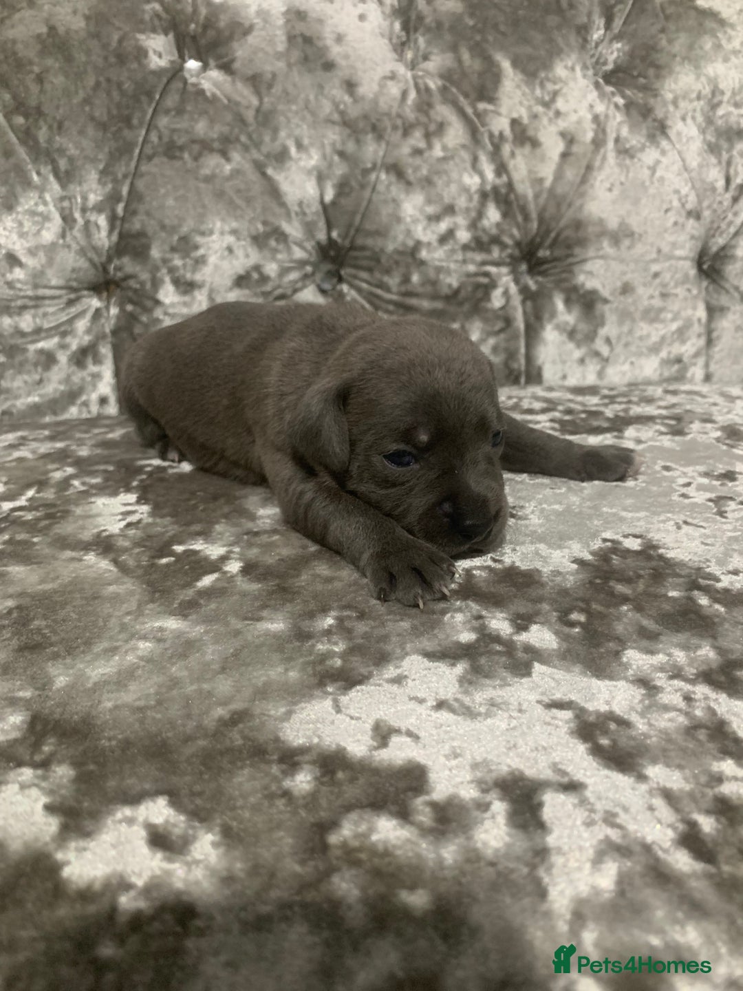 Staffordshire Bull Terrier dogs for sale: Staffordshire bull terrier puppies - Image 4