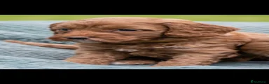 Australian Labradoodle 7
