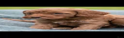 Australian Labradoodle dogs for sale: Australian Labradoodle puppies - Advert 3
