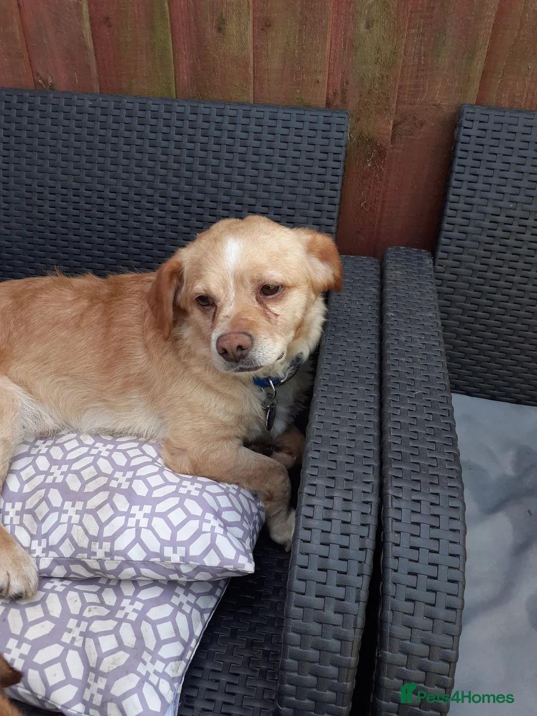 Mixed Breed dogs for sale: Meet Toby! - Advert 2