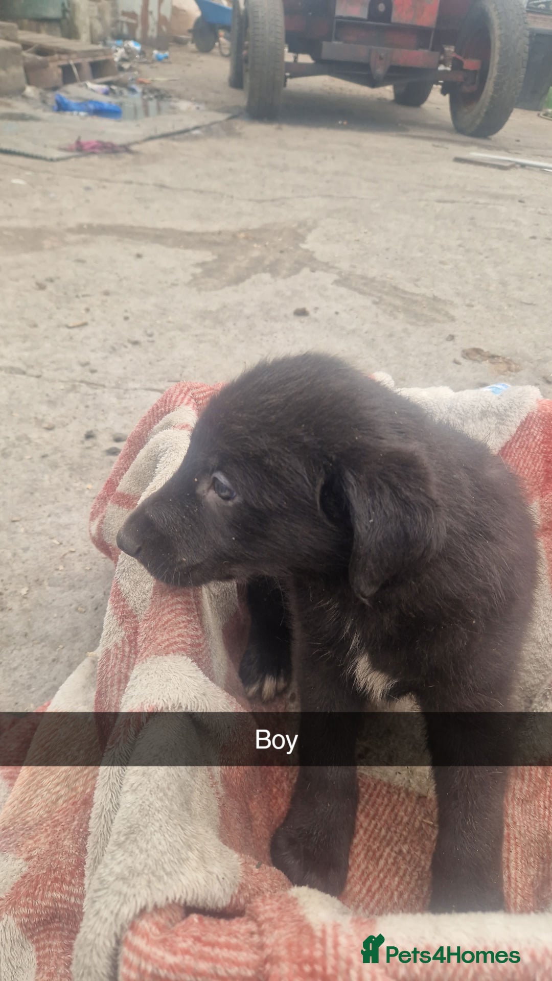 Mixed Breed dogs for sale: Lurcher  pups  - Image 2