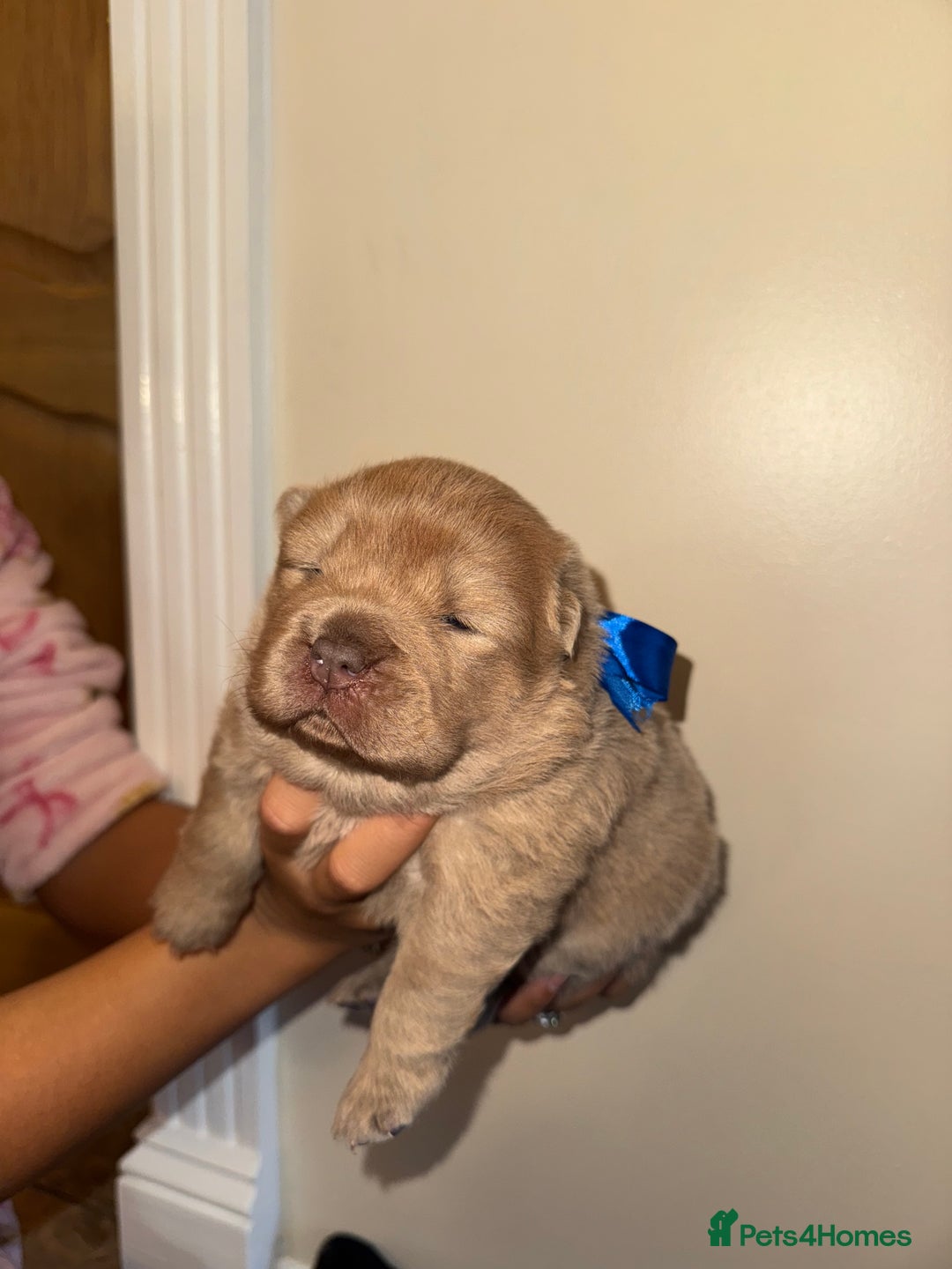 Chow Chow dogs for sale: Stunning kc reg puppies  - Advert 33
