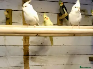 Cockatiels birds 5 cockatiels - Advert 11