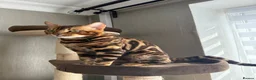 Bengal cats for stud: TICA-registered male, Max, is available for stud  - Advert 7