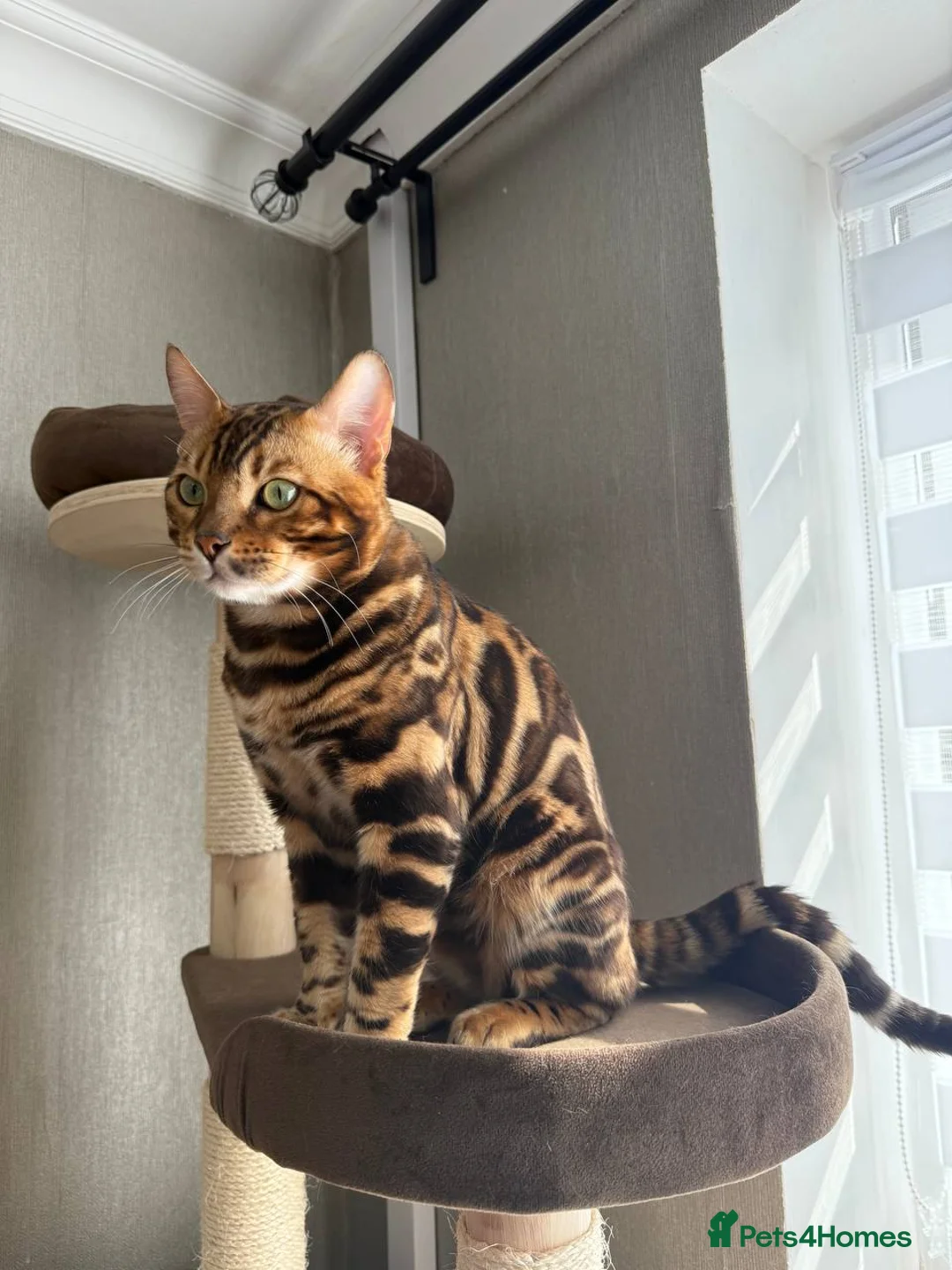 Bengal cats for stud: TICA-registered male, Max, is available for stud  - Advert 7
