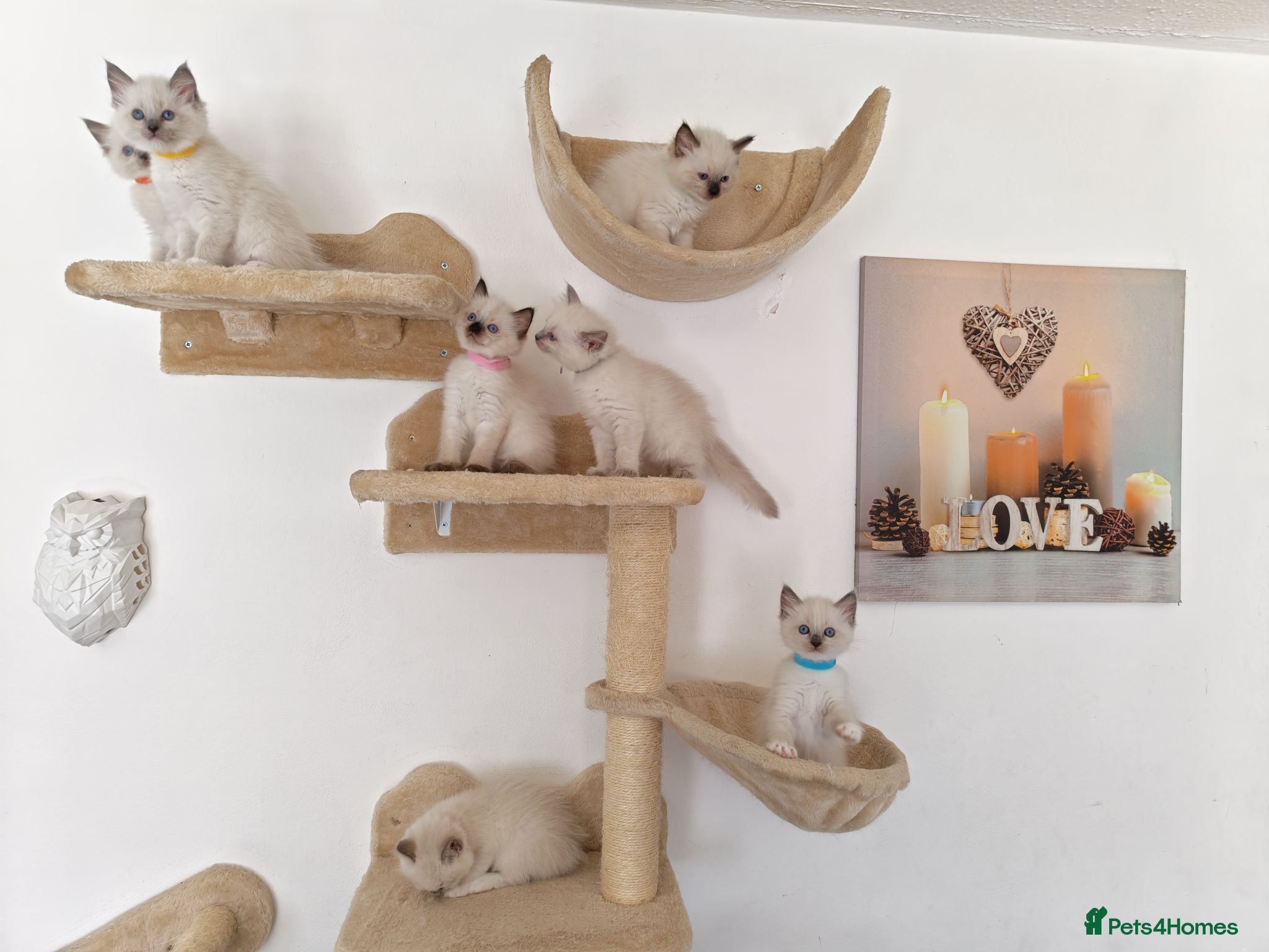 Ragdoll cats Pure breed ragdoll kittens - Advert 1
