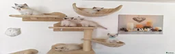 Ragdoll cats for sale: Pure breed ragdoll kittens - Advert 1