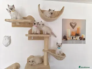 Ragdoll cats Pure breed ragdoll kittens - Advert 1