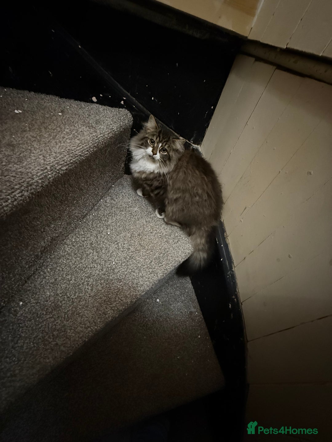 British Longhair cats for sale: British long hair x kittens ready to go  - Advert 2