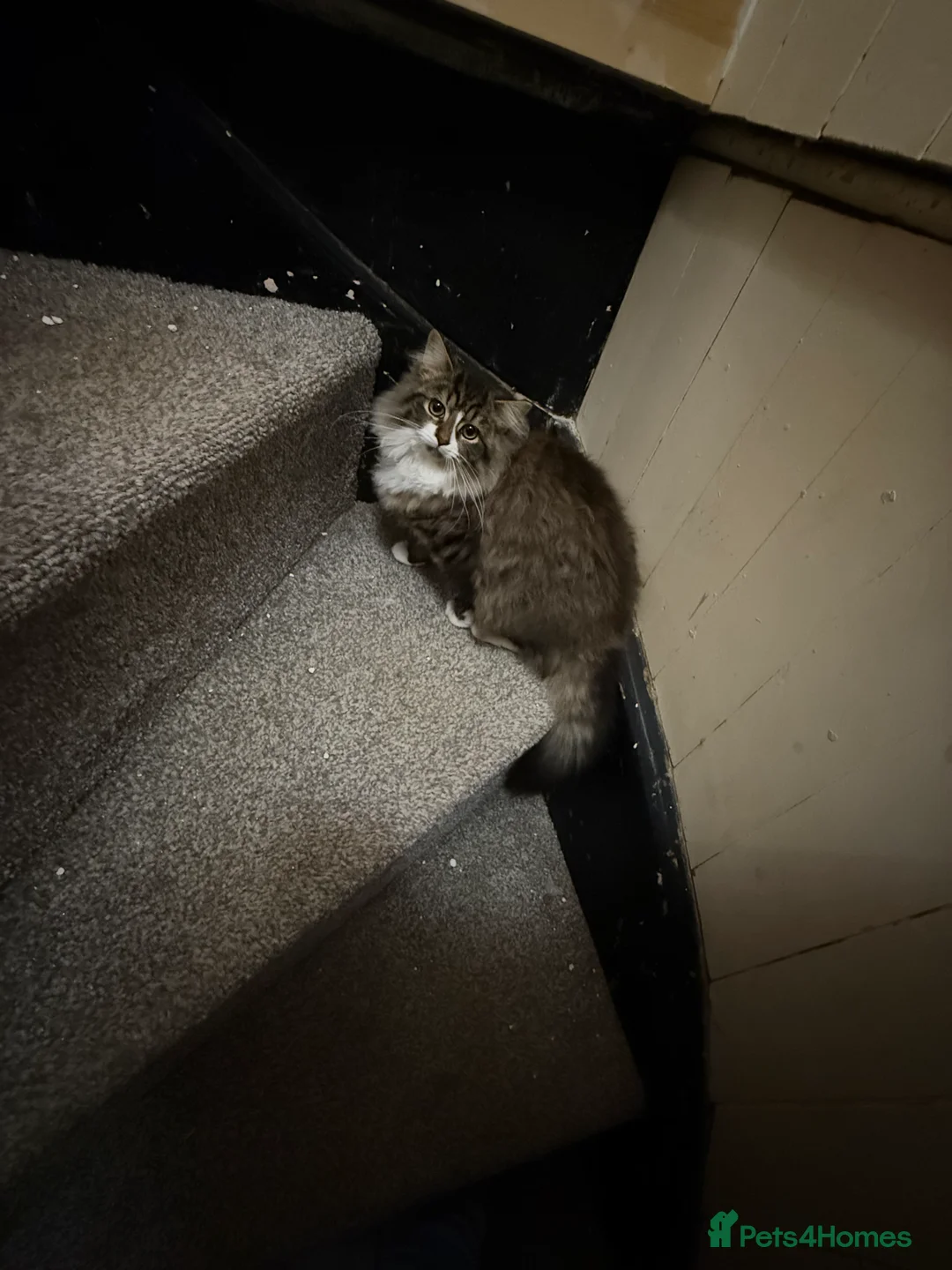 British Longhair cats for sale: British long hair x kittens ready to go  - Advert 2