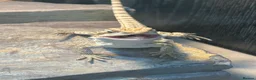 Bearded Dragon reptiles for sale: Baby bearded dragons  in West Bromwich - Advert 1