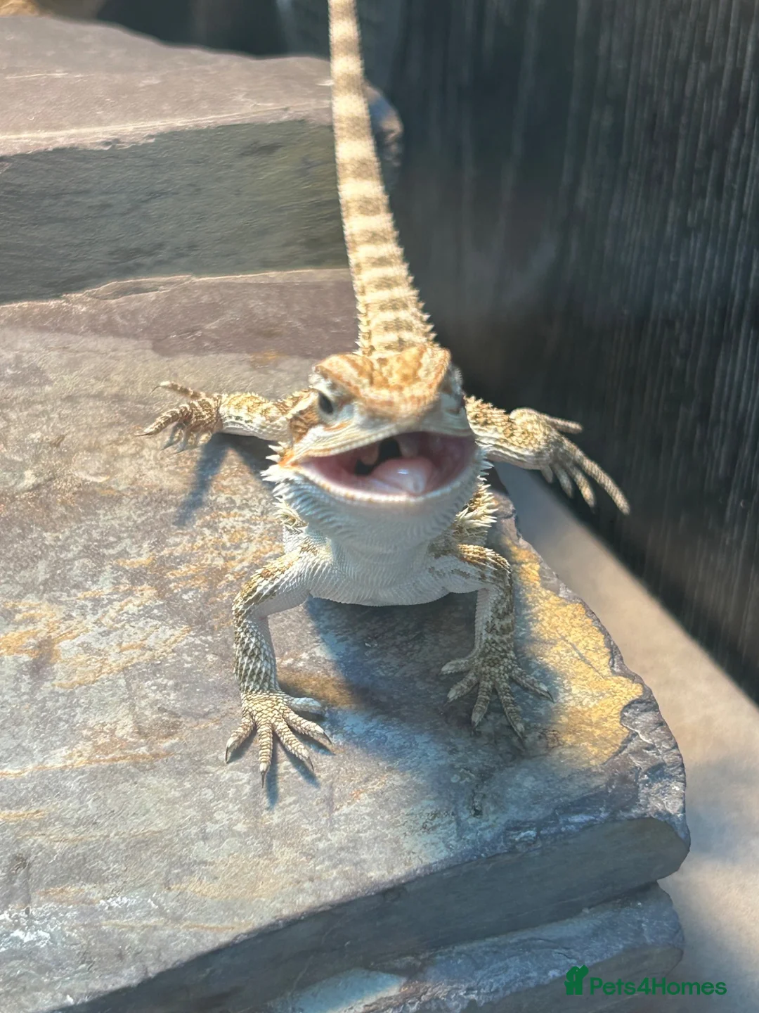 Bearded Dragon reptiles for sale: Baby bearded dragons  in West Bromwich - Advert 1