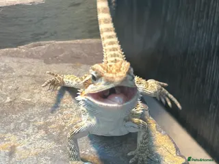 Bearded Dragon reptiles Baby bearded dragons - Advert 3