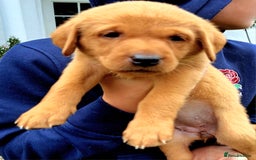 Labrador Retriever dogs for sale: Excellent KC Registered Fox Red Puppies For Sale - Image 7