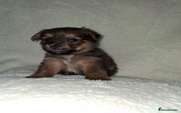 Mixed Breed dogs for sale: Yorkshire Terrier x Pomeranian Puppys - Advert 16