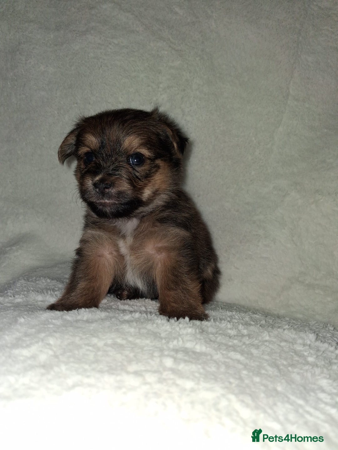 Mixed Breed dogs for sale: Yorkshire Terrier x Pomeranian Puppys - Advert 16