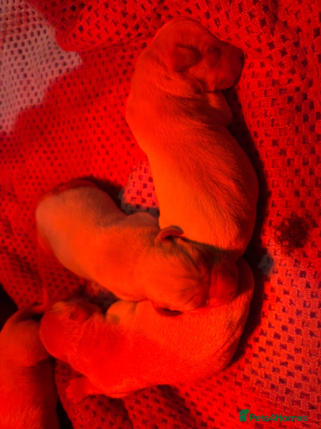 Labrador Retriever dogs for sale: Lovely Labrador litter  - Advert 4