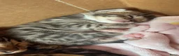 Bengal cats for sale: Half bengal kittens  in Spalding - Advert 12