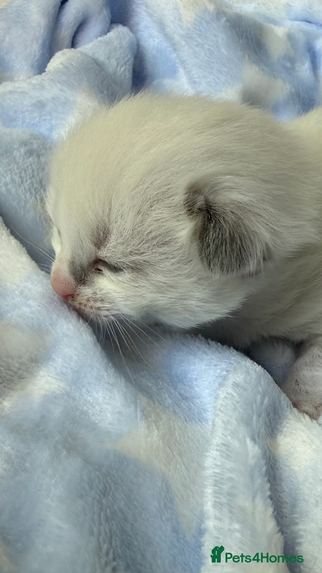 Ragdoll cats for sale: Stunning Ragdoll kittens Blue & Lilac Mitted boys  - Advert 28