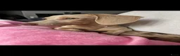 Miniature Dachshund dogs for sale: Cream miniature dachshund puppies - Advert 11