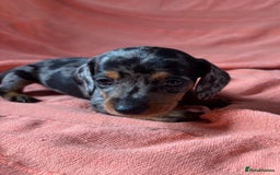 Miniature Dachshund dogs for sale: 🐾 4 Adorable Miniature Dachshund Puppies!  🐾 - Image 6