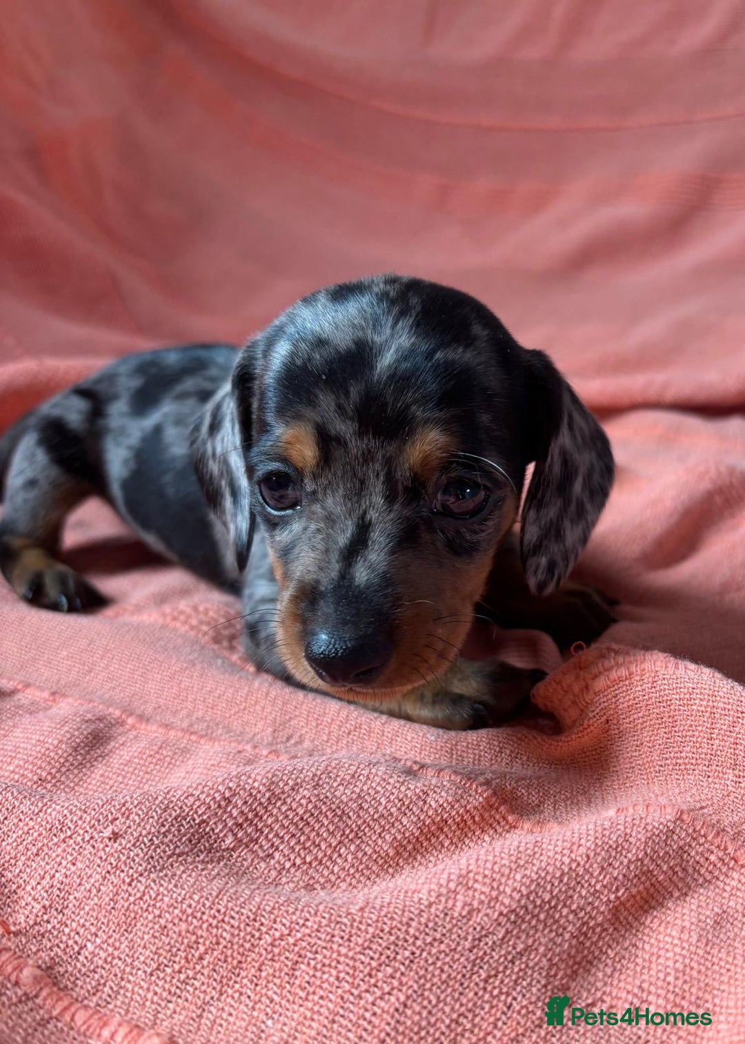 Miniature Dachshund dogs for sale: 🐾 4 Adorable Miniature Dachshund Puppies!  🐾 - Image 6