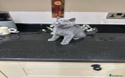 British Shorthair cats for sale: Blue British Shorthair registered Full Pedigree  - Image 22