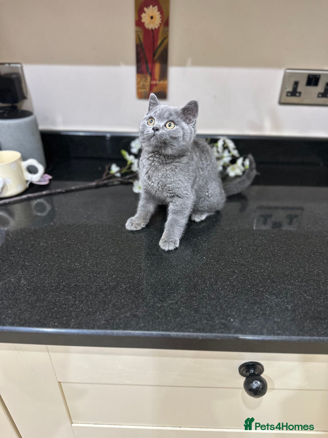 British Shorthair cats for sale: Blue British Shorthair registered Full Pedigree  - Image 22