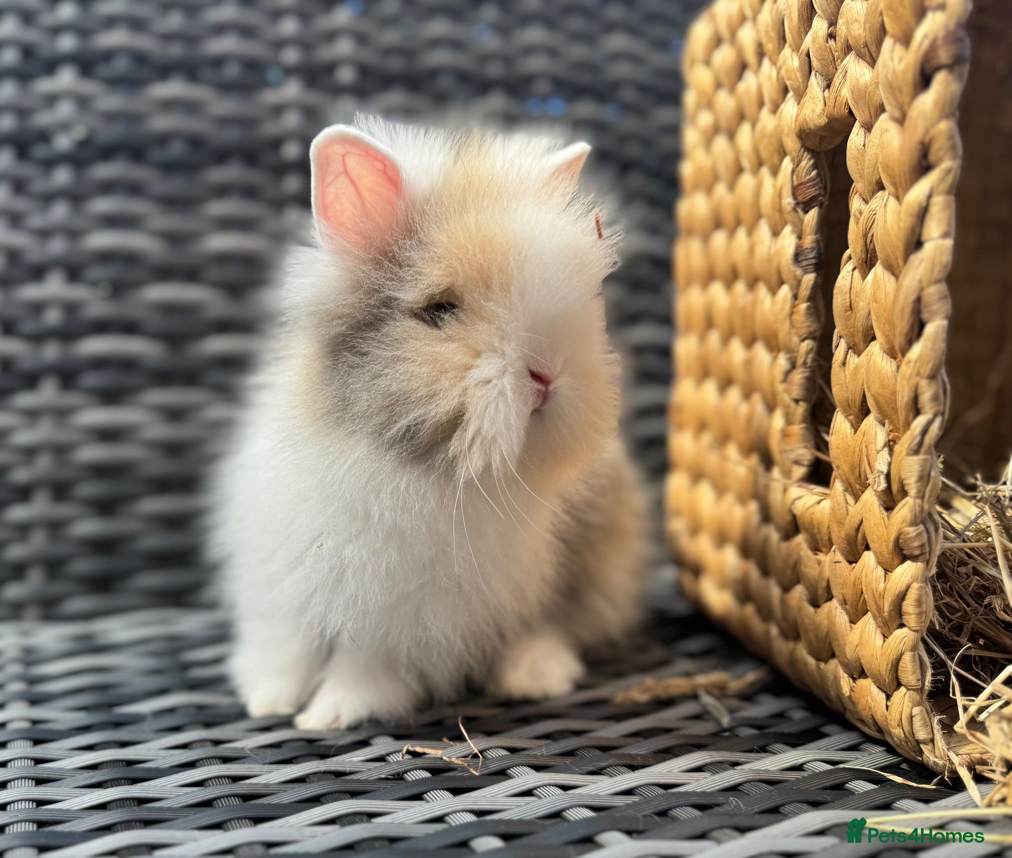 Lionhead rabbits Beautiful Lionhead Baby Rabbits❤️ - Advert 2