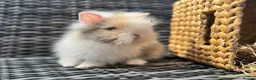 Lionhead rabbits for sale: Beautiful Lionhead Baby Rabbits❤️ in Newark - Advert 2