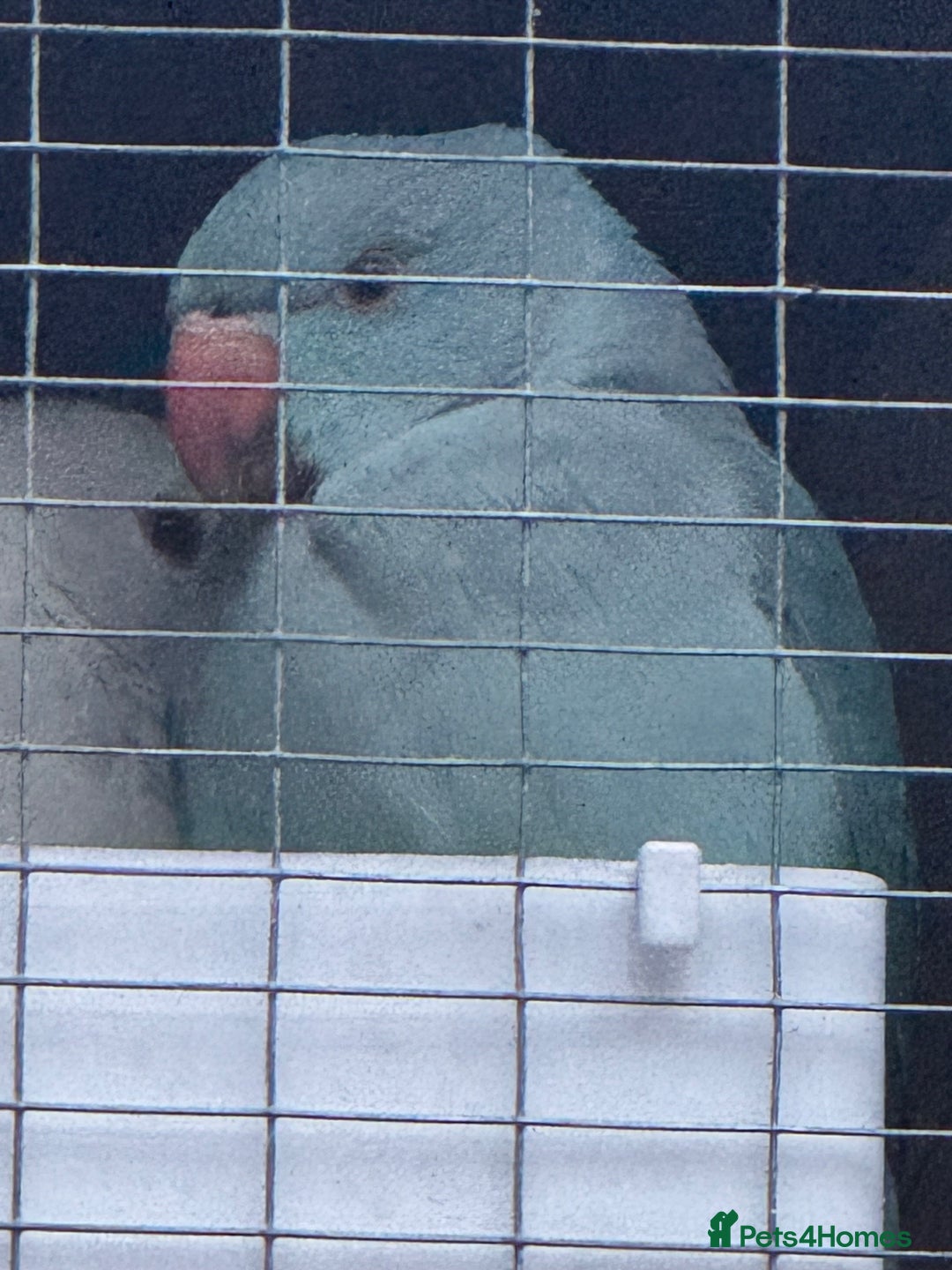 Ringnecks birds for sale: Ringnecks  - Advert 6