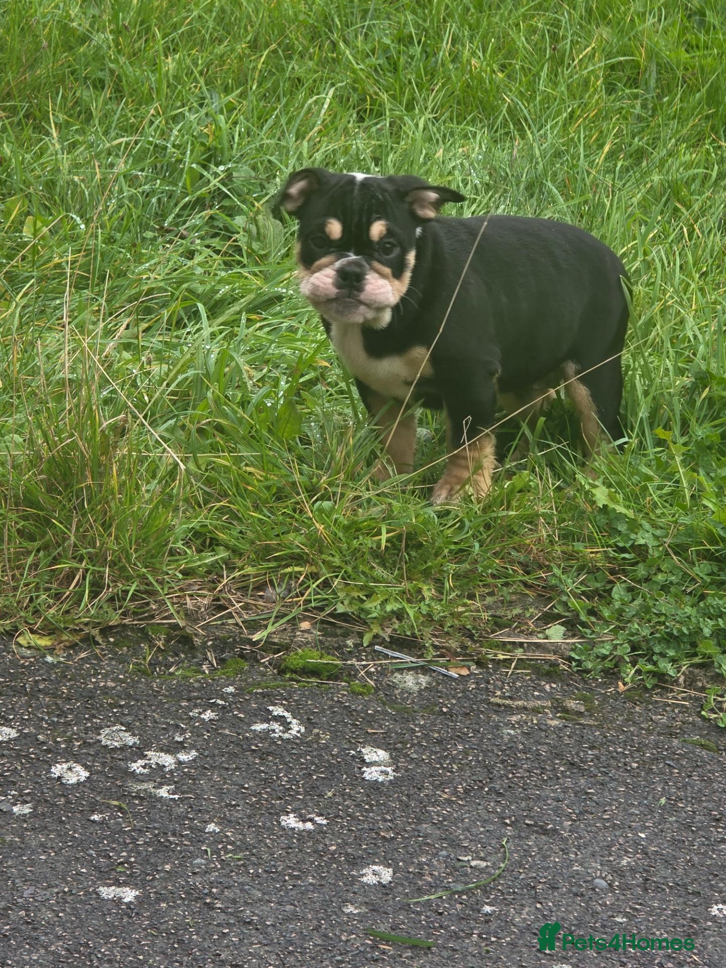English Bulldog dogs for sale: Last 2 DWKC Registered English Bulldog Girls  - Advert 18
