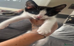 American Shorthair cats for sale: Unique markings tuxedo and all black kittens  - Image 8