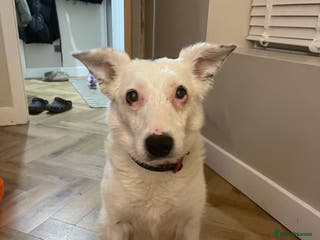 Mixed Breed dogs Rosie - Advert 2