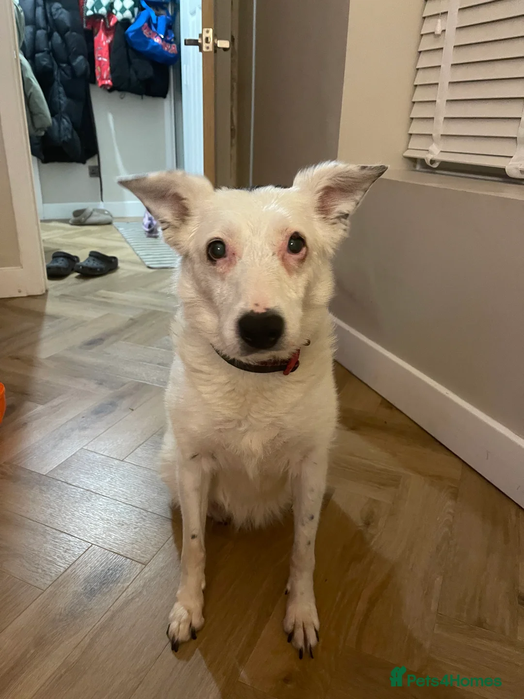 Mixed Breed dogs for sale: Rosie  - Advert 1