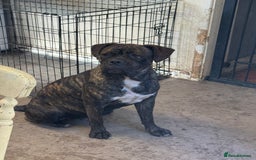 Mixed Breed dogs for sale: Cane corso cross Pressa  - Image 1