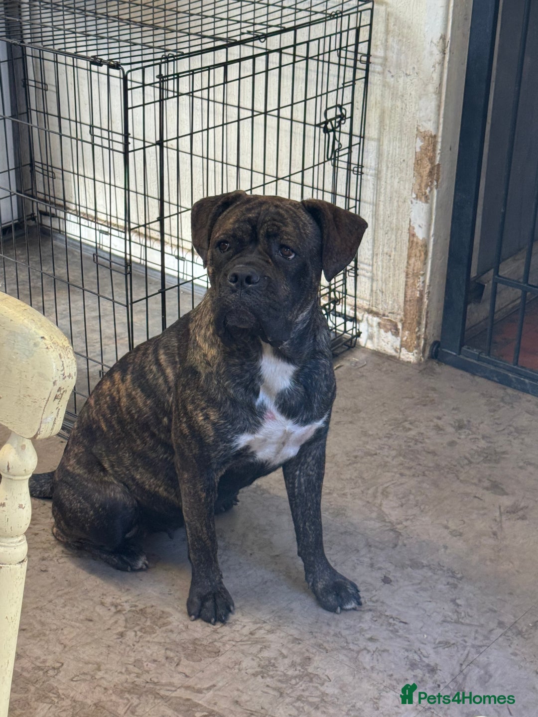 Mixed Breed dogs for sale: Cane corso cross Pressa  - Image 1