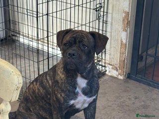 Mixed Breed dogs - Advert 11