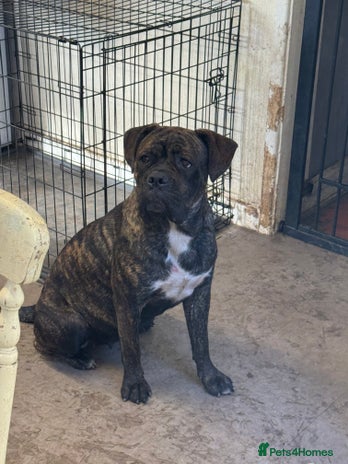 Mixed Breed dogs - Advert 10