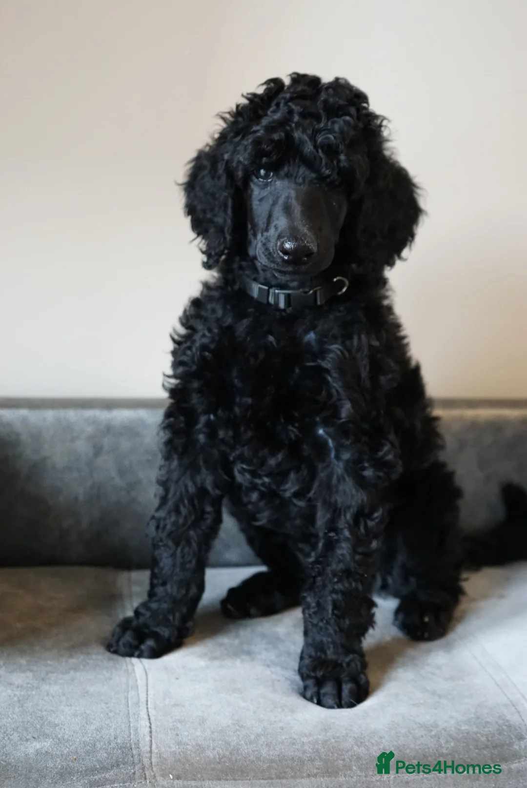 Standard Poodle dogs for sale: Champion sired standard poodles  - Advert 16