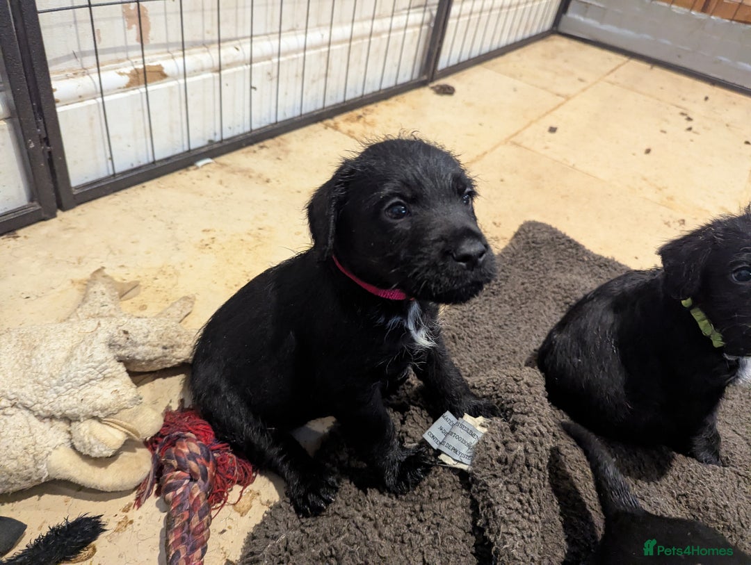 Mixed Breed dogs for sale: Stunning Puppies Ready to go 10 November - Image 26