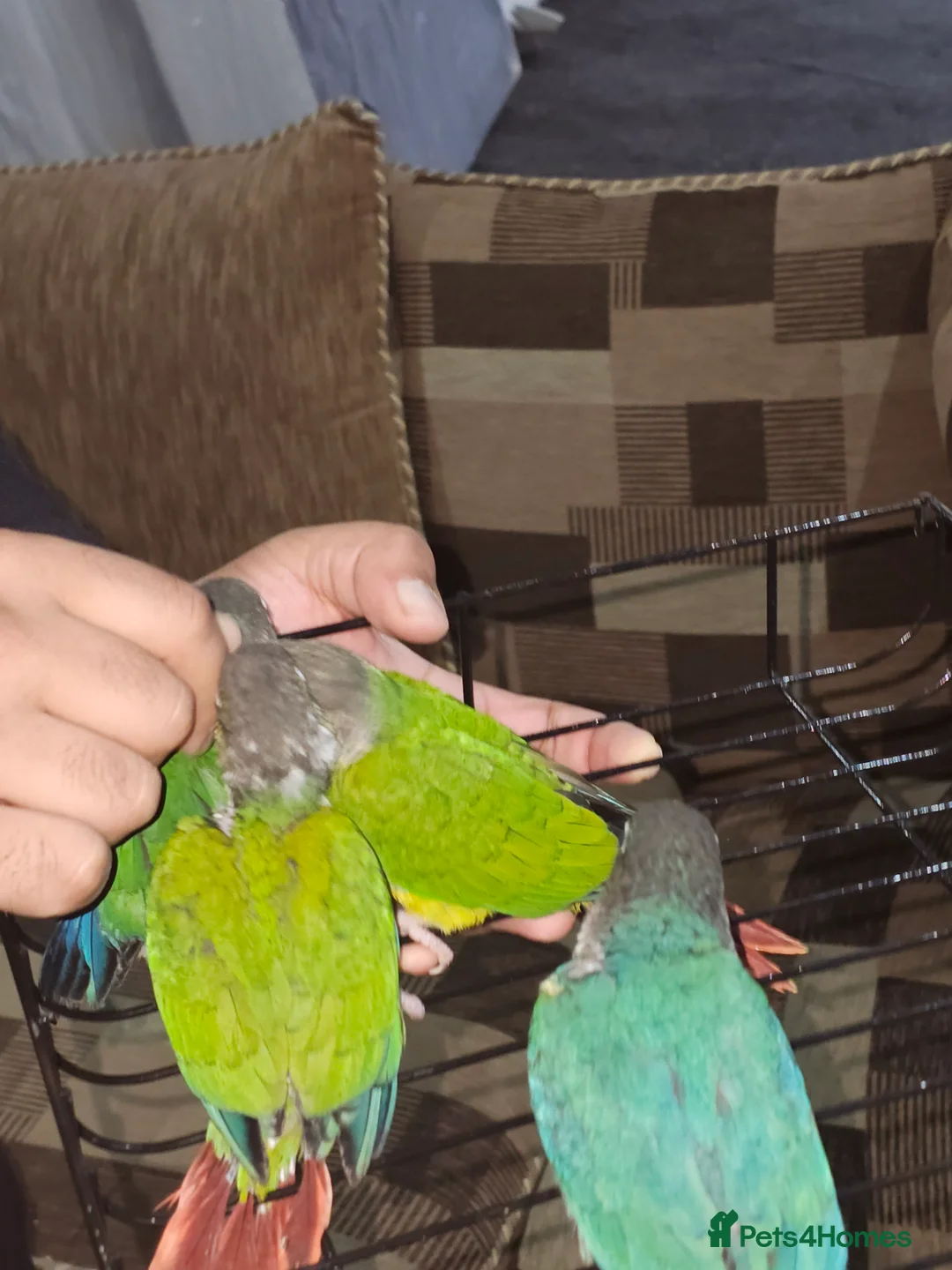 Conures birds for sale: Green cheek conuere in Birmingham - Advert 11