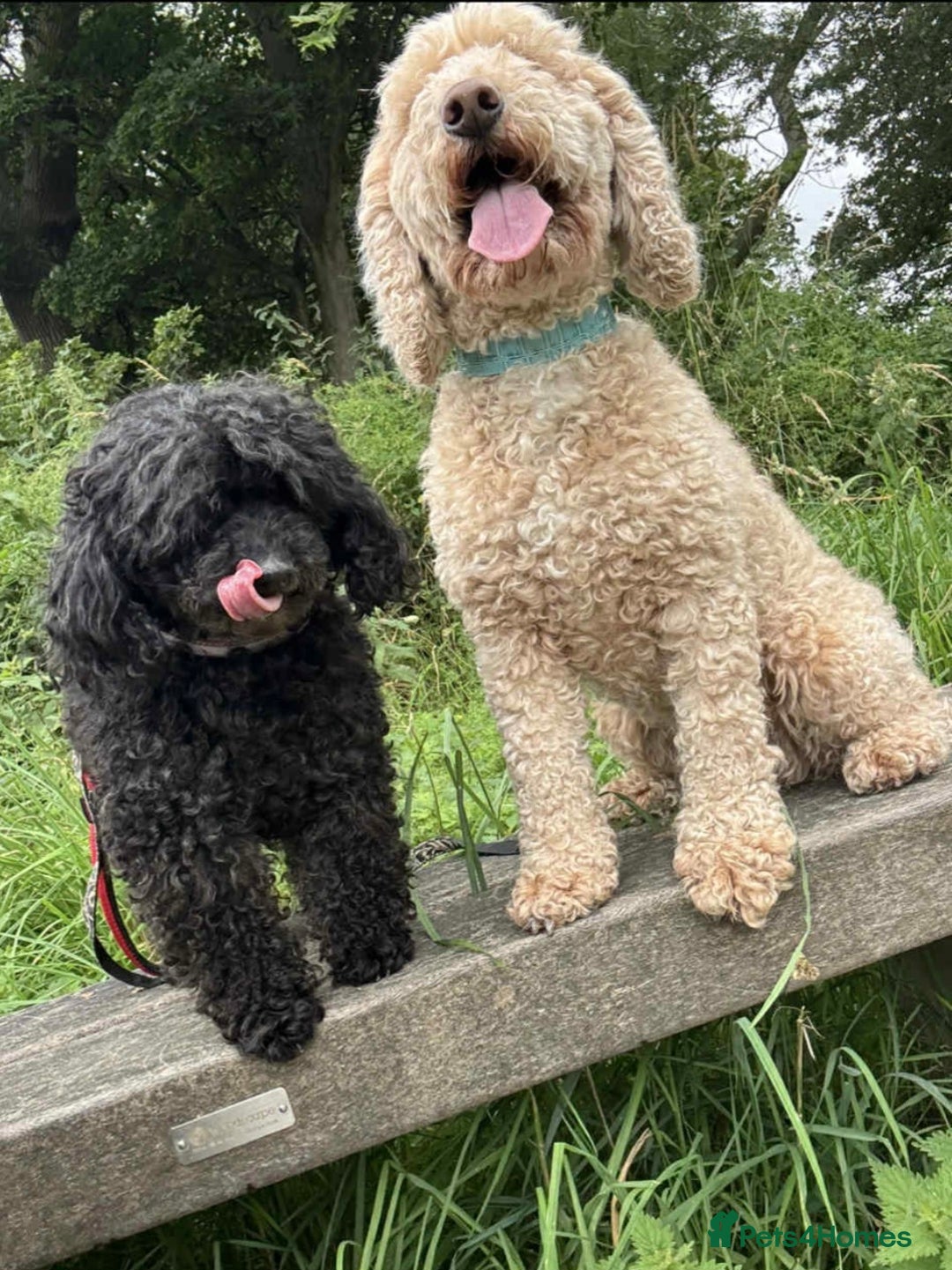 Cockapoo dogs for sale: F1b fully dna health tested toy cockapoos  - Image 8