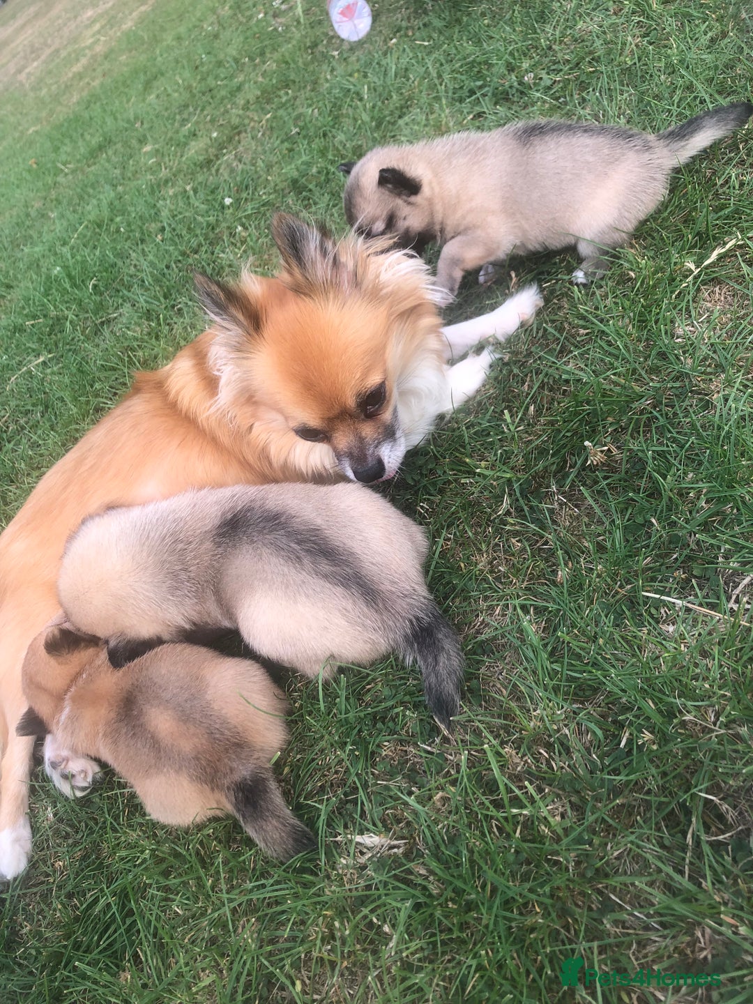 Pomchi dogs for sale: Meet dollys Beautiful pomchi puppies  - Image 3
