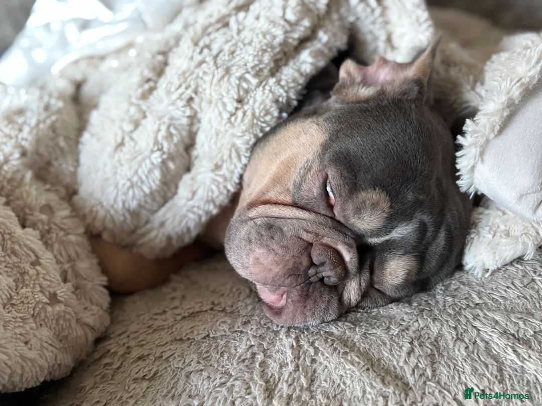 French Bulldog dogs for sale: Needs a home - Advert 2